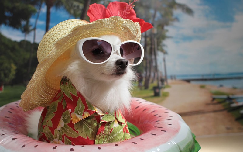 浮き輪の中でサングラスと帽子をかけている犬